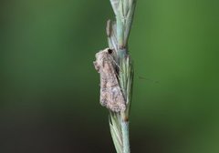 Spinkelt engfly (Mesoligia furuncula)