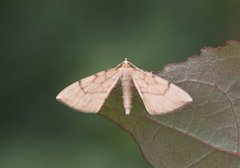 Sløyfemåler (Eulithis pyraliata)