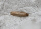 Dunkjevleglansmøll (Limnaecia phragmitella)