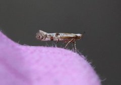 Juniper Argent (Argyresthia dilectella)