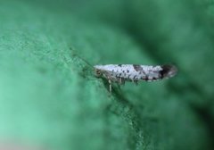 Argyresthia curvella