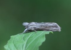 Lyst hettefly (Cucullia umbratica)