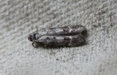 Furuskuddmøll (Exoteleia dodecella)