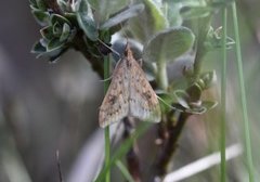 Rusty-dot Pearl (Udea ferrugalis)
