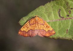 Dark Bordered Beauty (Epione vespertaria)
