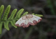 Dark Bordered Beauty (Epione vespertaria)
