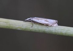 Sumpnebbmott (Crambus uliginosellus)