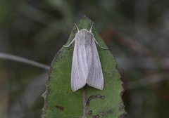 Rørgressfly (Mythimna straminea)