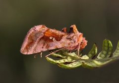 Plain Golden Y (Autographa jota)