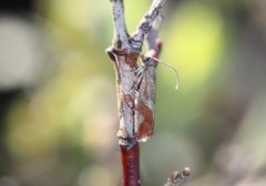 Rødflekket kveldvikler (Epinotia cruciana)