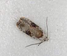Brown-spot Flat-body (Agonopterix alstromeriana)