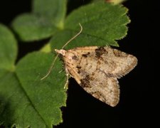 Common Tortrix (Capua vulgana)