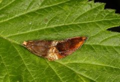 Honeysuckle Bell (Eucosmomorpha albersana)