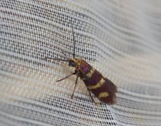 Yellow-barred Gold (Micropterix aureatella)