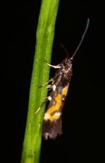 Red Cosmet (Mompha locupletella)