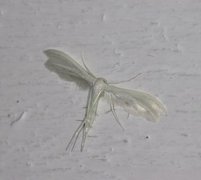 White Plume (Pterophorus pentadactyla)