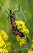 Six-spot Burnet (Zygaena filipendulae)