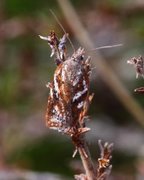 Kystflatvikler (Acleris hyemana)