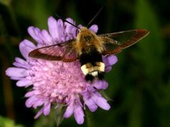 Bredkantet humlesvermer (Hemaris fuciformis)