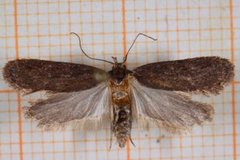 Chervil Flat-body (Depressaria sordidatella)