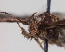 Chervil Flat-body (Depressaria sordidatella)