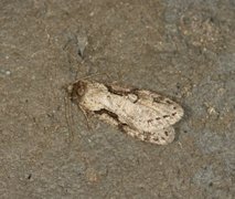 Dawn Flat-body (Semioscopis steinkellneriana)