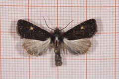 Lesser Common Rustic (Mesapamea didyma)