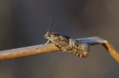 Hvit vårkveldvikler (Epinotia pygmaeana)