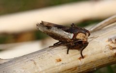 Red Sword-grass (Xylena vetusta)