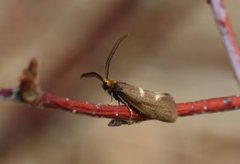 Incurvaria masculella