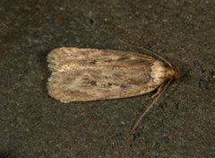 Depressaria radiella