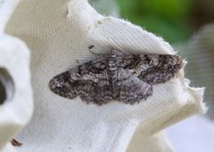Ringed Carpet (Cleora cinctaria)