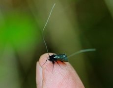 Green Long-horn (Adela reaumurella)