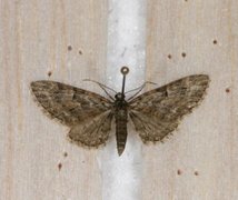 Oak-tree Pug (Eupithecia dodoneata)