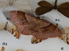 Bred skumringsmåler (Plagodis pulveraria)