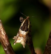 Blåbærsigdvikler (Ancylis myrtillana)