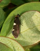 Feathered Bright (Incurvaria masculella)