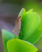 Rustbladvikler (Clepsis senecionana)