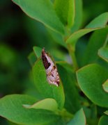 Blåbærsigdvikler (Ancylis myrtillana)