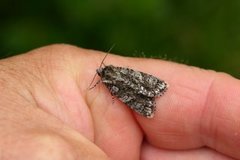 Syrekveldfly (Acronicta rumicis)