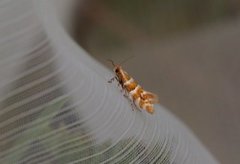 Phyllonorycter emberizaepennella