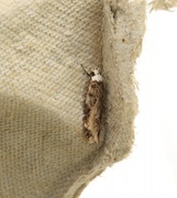 White-shouldered House Moth (Endrosis sarcitrella)