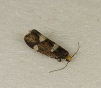 Currant-shoot Borer (Lampronia capitella)