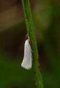 Elachista argentella