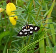 Gullrisengmott (Anania funebris)