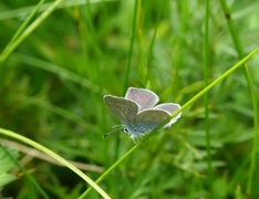 Small Blue (Cupido minimus)