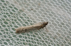 Reinfannsmalmott (Phycitodes maritima)