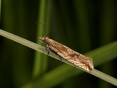 Rush Marble (Bactra lancealana)