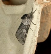 Sallow Kitten (Furcula furcula)