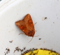 Large Ear (Amphipoea lucens)